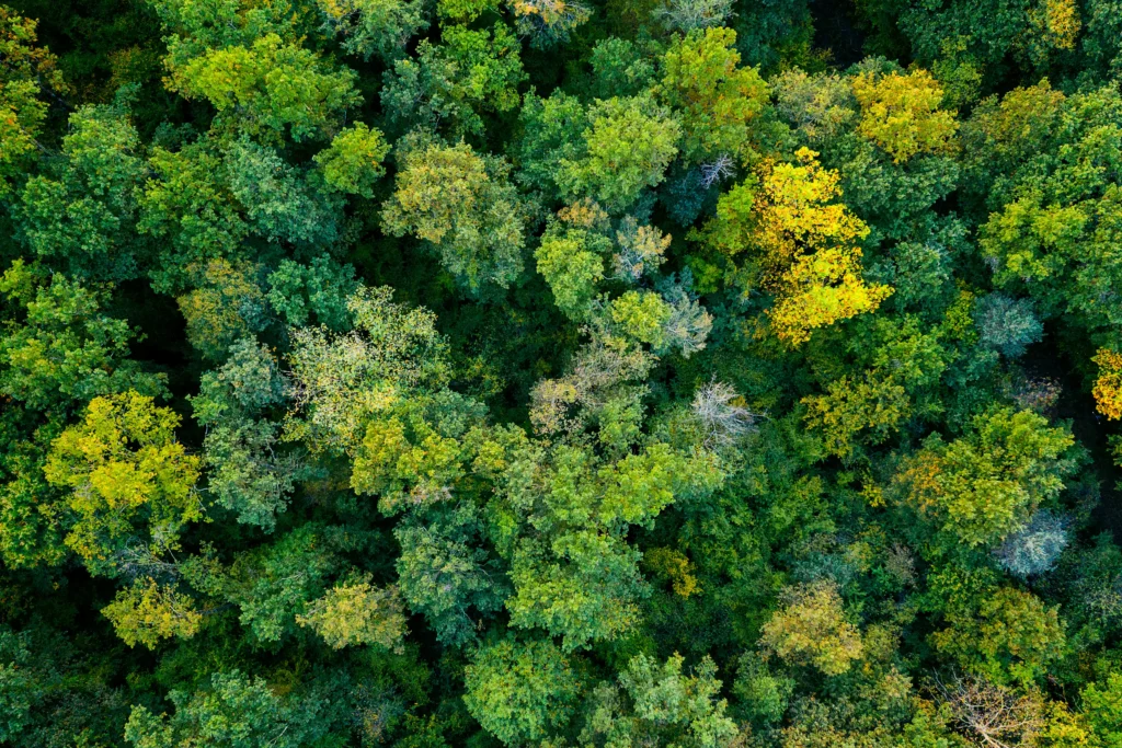 bosque